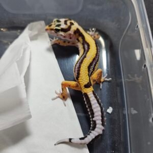 B260386 Gecko Bold Stripe het Tremper betina