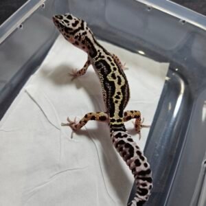 B260387 Gecko White & Yellow TUG Snow Bold Stripe jarang ada jantan B260387 Gecko White & Yellow TUG Snow Bold Stripe jarang ada jantan