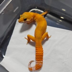 B260388 Gecko SHTCTB het Tremper female minus murah