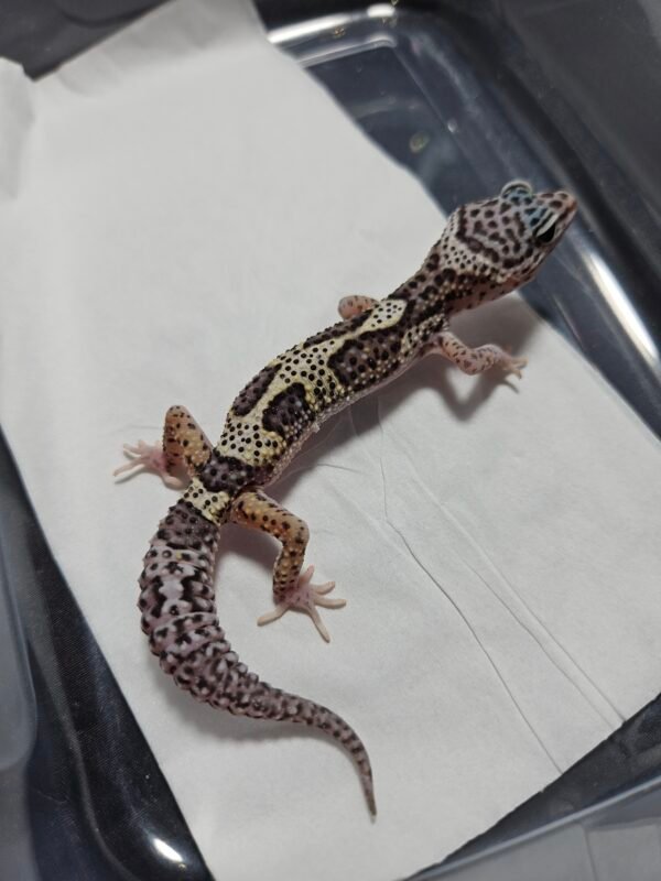 B260389 Gecko Mack Snow het RAPTOR ph DIablo Blanco betina