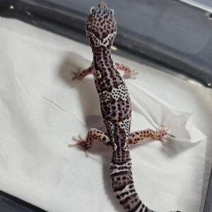 B260390 Gecko Mack Snow Black Night betina