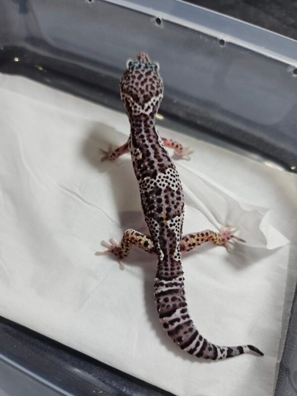 B260390 Gecko Mack Snow Black Night betina B260390 Gecko Mack Snow Black Night betina