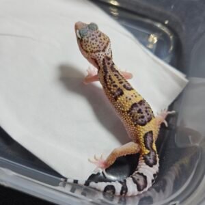 B260391 Gecko Eclipse ph RAPTOR betina