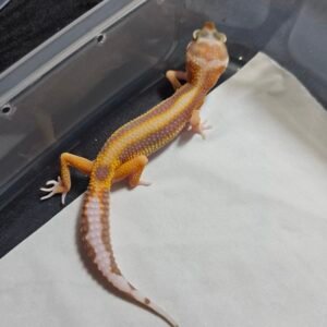 B260394 Gecko Tremper Lavender Stripe betina