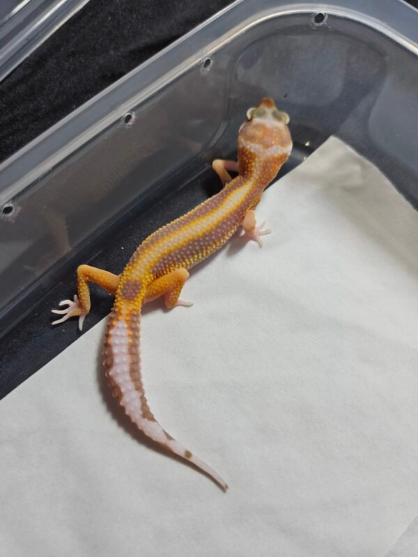 B260394 Gecko Tremper Lavender Stripe betina B260394 Gecko Tremper Lavender Stripe betina