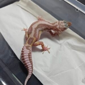 B260396 Gecko Mack Snow Tremper Bold Stripe female