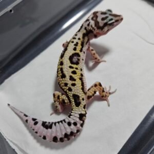 B260397 Gecko TUG Snow Bold Jungle ph Tremper high white betina