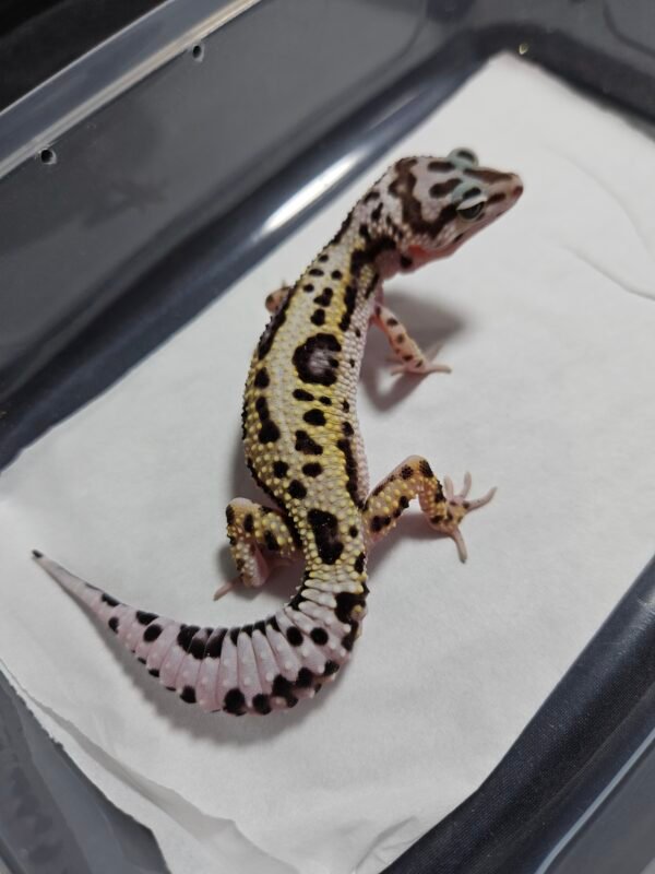 B260397 Gecko TUG Snow Bold Jungle ph Tremper high white betina B260397 Gecko TUG Snow Bold Jungle ph Tremper high white betina