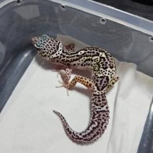 B260400 Gecko Mack Snow BN Cross het MP Eclipse