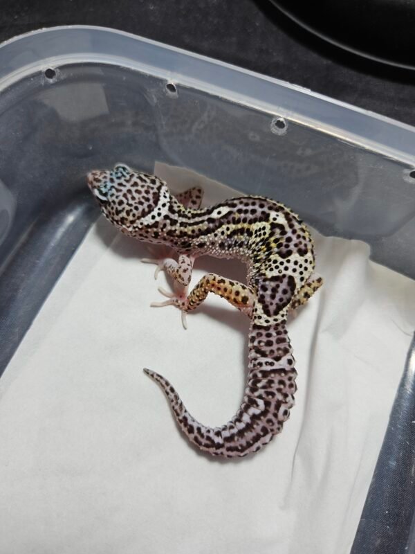 B260400 Gecko Mack Snow BN Cross het MP Eclipse B260400 Gecko Mack Snow BN Cross het MP Eclipse