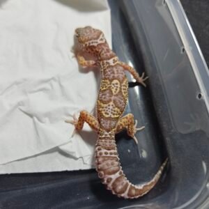 B260405 Gecko Mack Snow Tremper Albino betina murah