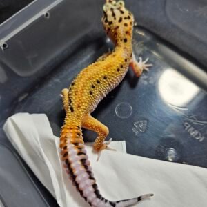 B260408 Gecko Emerine Stripe ph Tremper betina