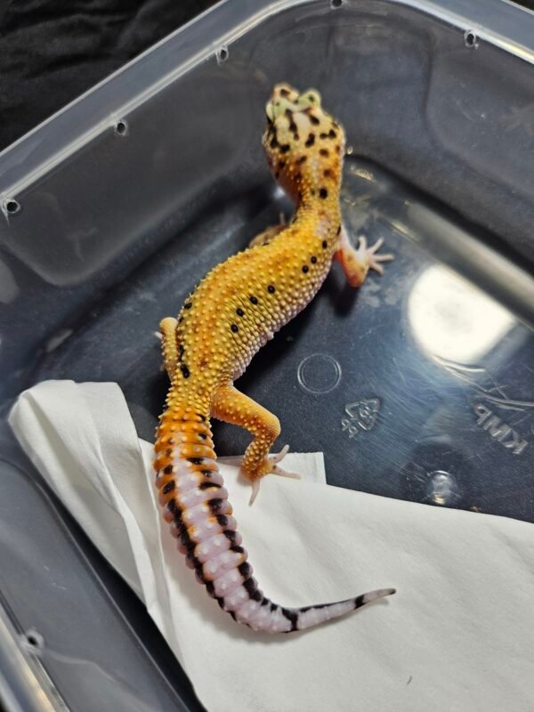 B260408 Gecko Emerine Stripe ph Tremper betina B260408 Gecko Emerine Stripe ph Tremper betina