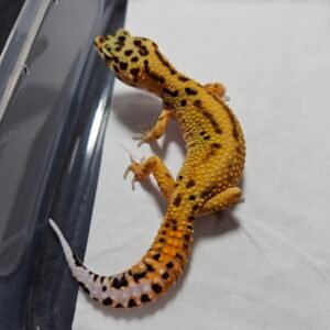 B260409 Gecko Emerine Stripe ph Tremper betina