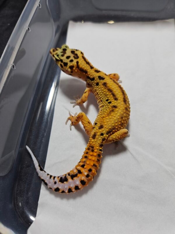 B260409 Gecko Emerine Stripe ph Tremper betina B260409 Gecko Emerine Stripe ph Tremper betina