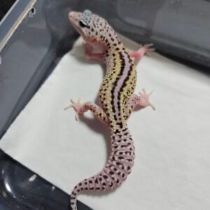 B260411 Gecko Ulet Bambu ph Diablo Blanco Line Super Pied