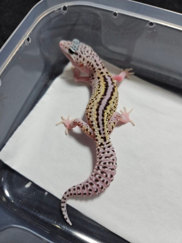 B260411 Gecko Ulet Bambu ph Diablo Blanco Line Super Pied B260411 Gecko Ulet Bambu ph Diablo Blanco Line Super Pied