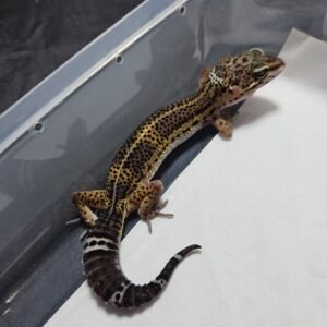 B260412 Gecko Black Night ph Tremper minus murah