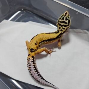 B260416 Gecko Leopard Tangerine Bold Stripe female