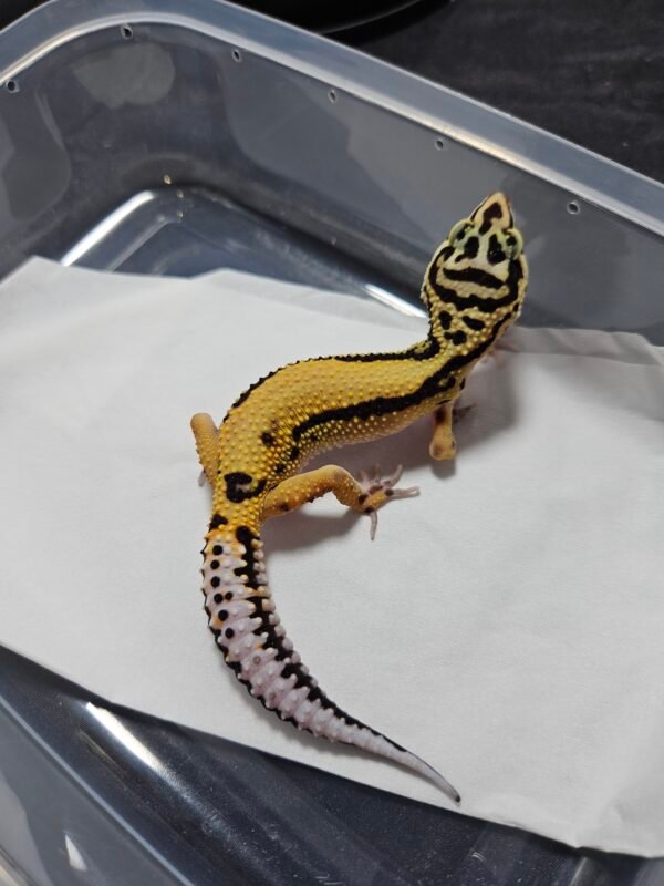 B260416 Gecko Leopard Tangerine Bold Stripe female