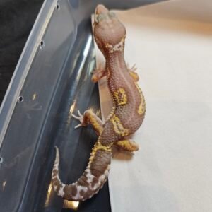 B260421 Gecko Chocolate Reverse Stripe jantan B260421 Gecko Chocolate Reverse Stripe jantan