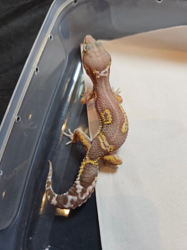 B260421 Gecko Chocolate Reverse Stripe jantan B260421 Gecko Chocolate Reverse Stripe jantan