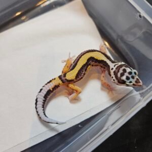 B260423 Gecko Bold Stripe het Tremper female