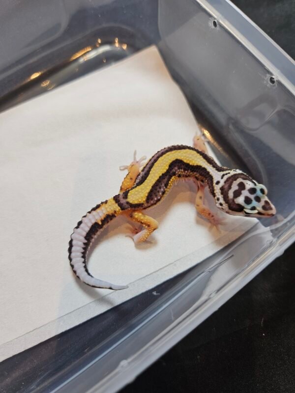B260423 Gecko Bold Stripe het Tremper female B260423 Gecko Bold Stripe het Tremper female