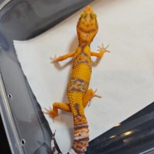 B260425 Gecko Tremper Emerine betina