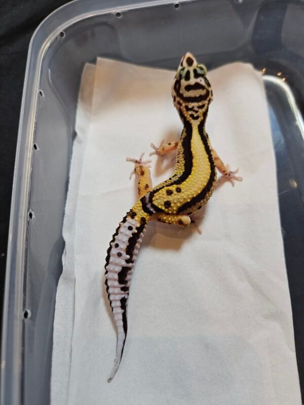 B260430 Gecko Bold Stripe betina minus murah B260430 Gecko Bold Stripe betina minus murah