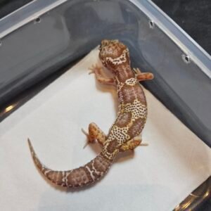 B260433 Gecko Snow Chocolate betina