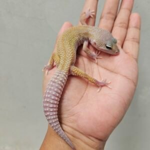 B260453 Leopard Gecko Cotton het Eclipse ph Tremper Betina B260453 Leopard Gecko Cotton het Eclipse ph Tremper Betina