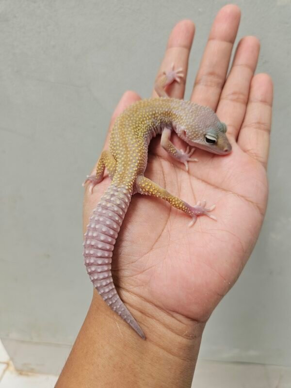 B260453 Leopard Gecko Cotton het Eclipse ph Tremper Betina B260453 Leopard Gecko Cotton het Eclipse ph Tremper Betina