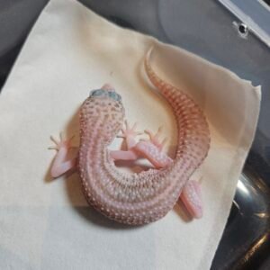 B260457 Gecko Super RAPTOR Black Night Cross jantan B260457 Gecko Super RAPTOR Black Night Cross jantan