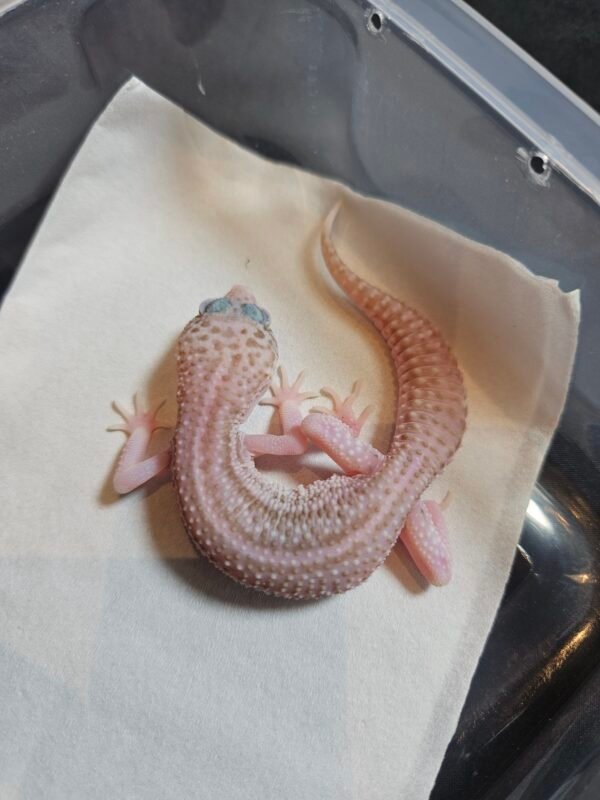 B260457 Gecko Super RAPTOR Black Night Cross jantan B260457 Gecko Super RAPTOR Black Night Cross jantan