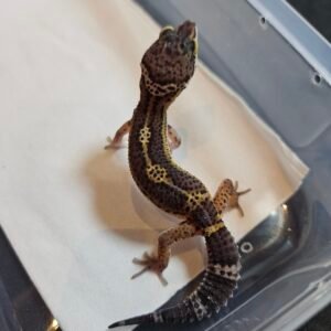 B260461 Gecko Black Night betina line solid