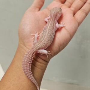 B260467 Leopard Gecko Black Night Super RAPTOR Betina