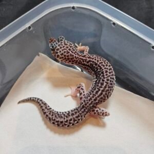 B260469 Gecko Super Snow Black Night het Eclipse betina