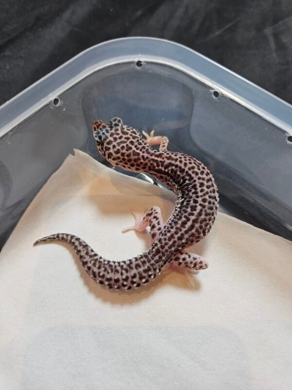 B260469 Gecko Super Snow Black Night het Eclipse betina B260469 Gecko Super Snow Black Night het Eclipse betina