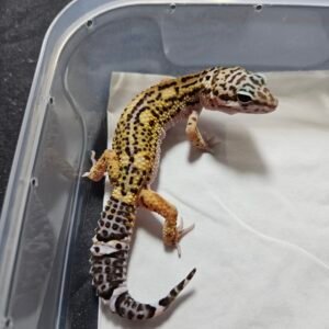 B260477 Gecko Black Night Cross ph Tremper female