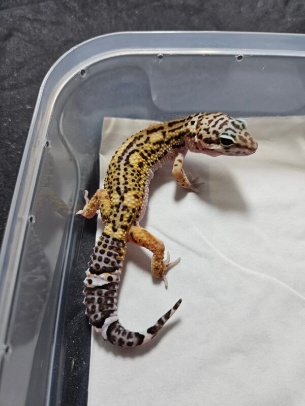 B260477 Gecko Black Night Cross ph Tremper female B260477 Gecko Black Night Cross ph Tremper female