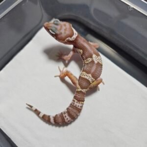 Snow Chocolate het RAPTOR - Betina - B260478