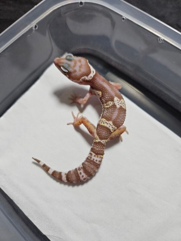 B260478 Snow Chocolate het RAPTOR - Betina - B260478