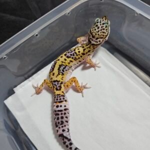 Wild Type ph RAPTOR - Betina - B260480