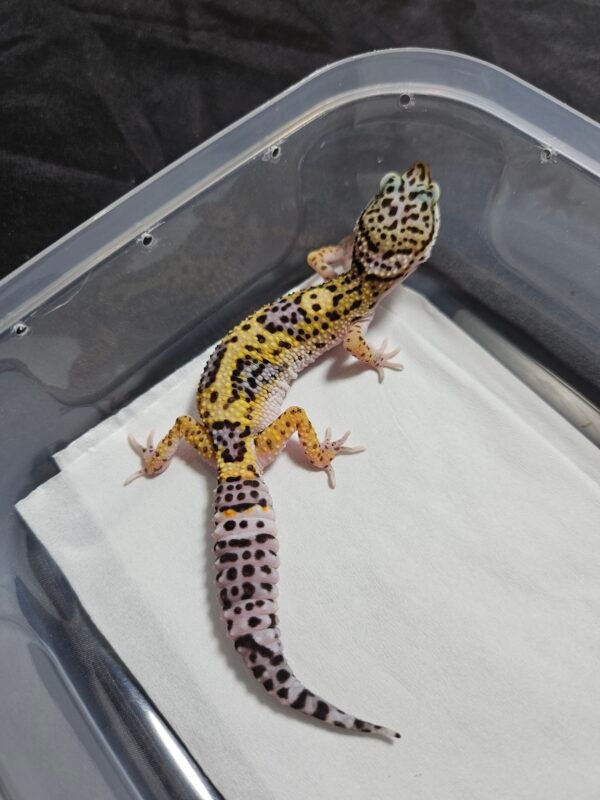 B260480 Wild Type ph RAPTOR - Betina - B260480