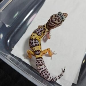Wild Type ph Tremper - Betina - B260481