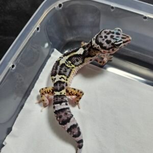 Mack Snow Black Night ph RAPTOR - Betina - B260482