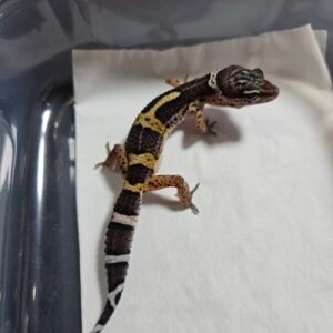 Black Night het Blizzard ph Diablo Blanco - Betina - B260487