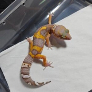 Tangerine Chocolate - Betina - B260488