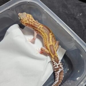 Black Night MS RAPTOR - Betina - B260498